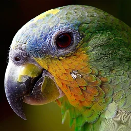 Symbol von Vogelquiz: Errate den Vogel